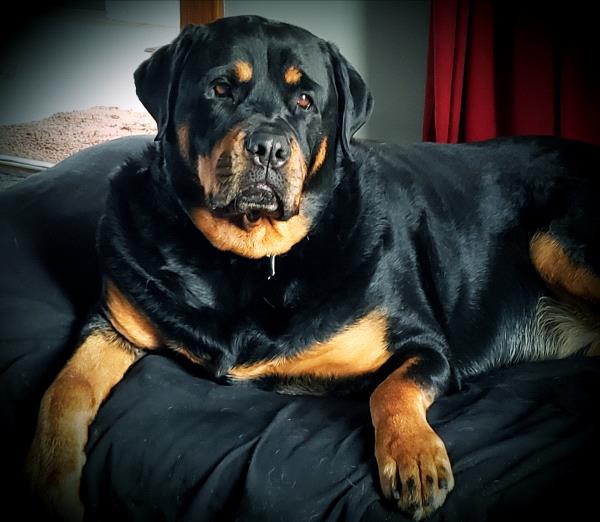 /Images/uploads/MidAmerica Rottweiler Rescue/adoptarottphotocontest/entries/10312thumb.jpg